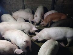 Porci si purcei de carne rasa Duroc