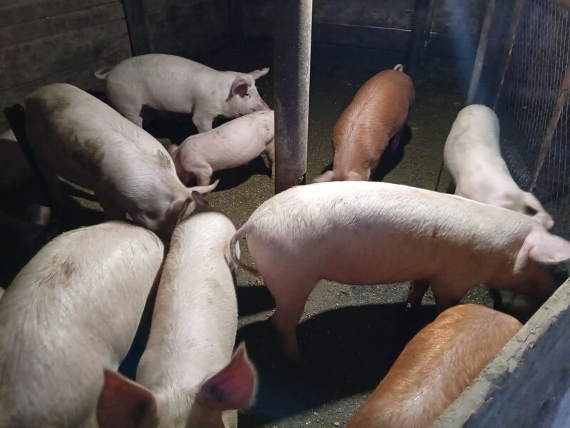 Porci si purcei de carne rasa Duroc.