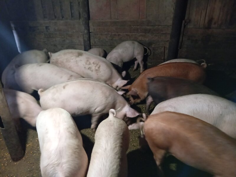 Porci si purcei de carne rasa Duroc.