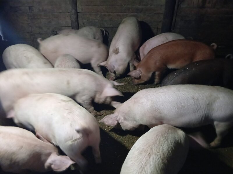 Porci si purcei de carne rasa Duroc.