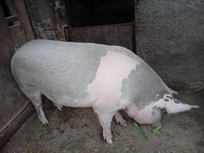 Porci si purcei de carne rasa Duroc.