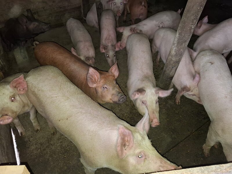 Porci si purcei de carne rasa Duroc.