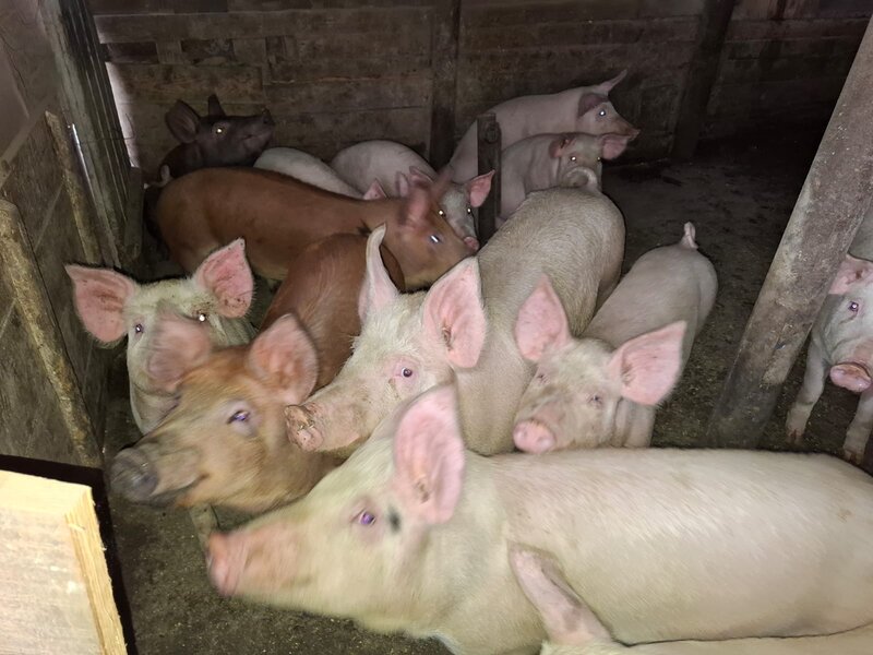 Porci si purcei de carne rasa Duroc.