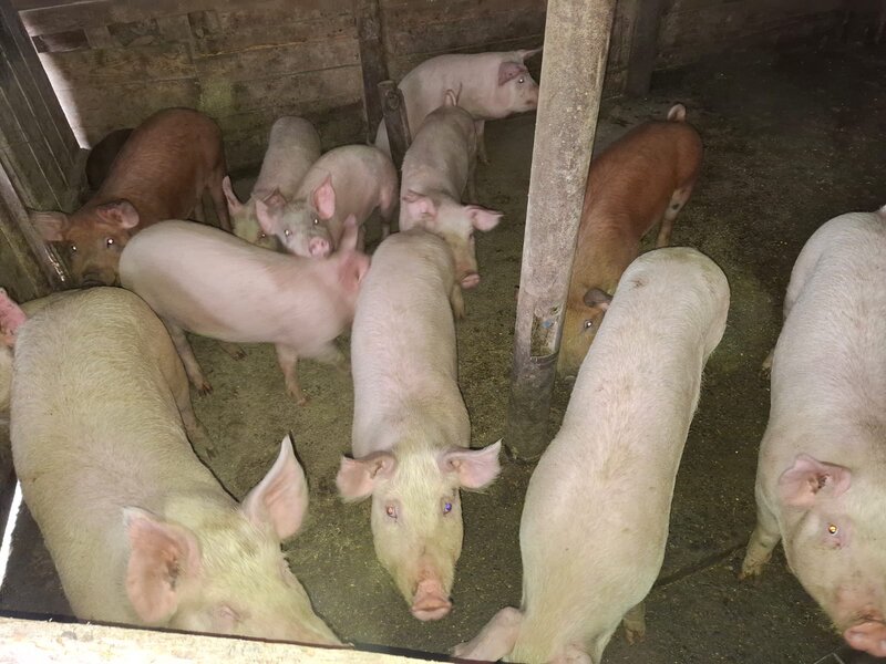 Porci si purcei de carne rasa Duroc.